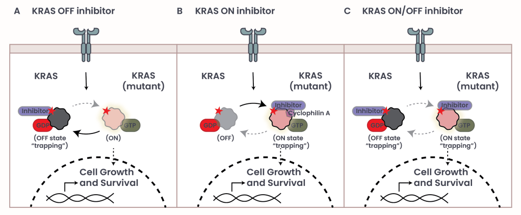Breaking the Undruggable Barrier: Targeted Inhibition of KRAS mutations ...