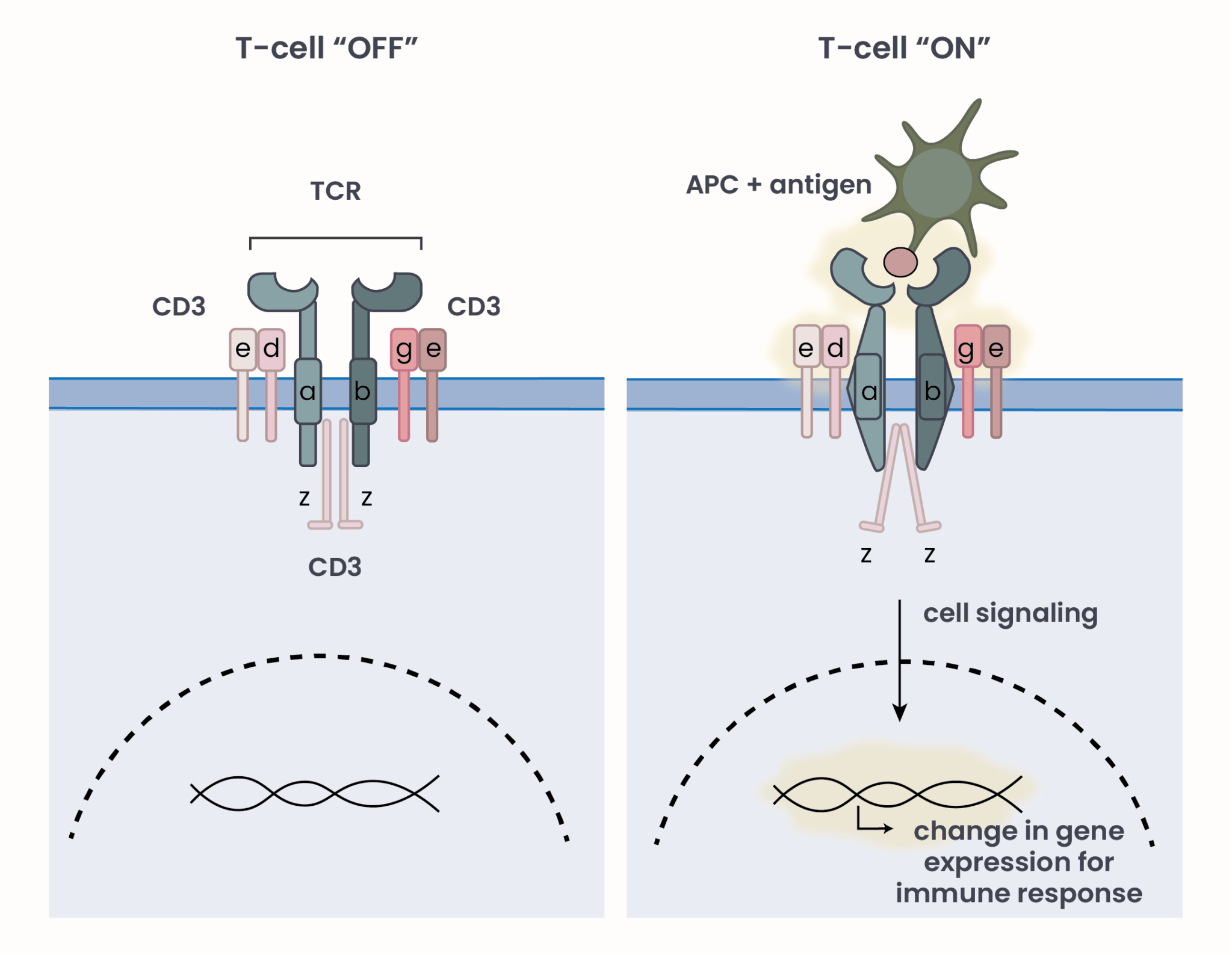 Introducing: T-cells, the Conductors of the Immune System – Within Oncology