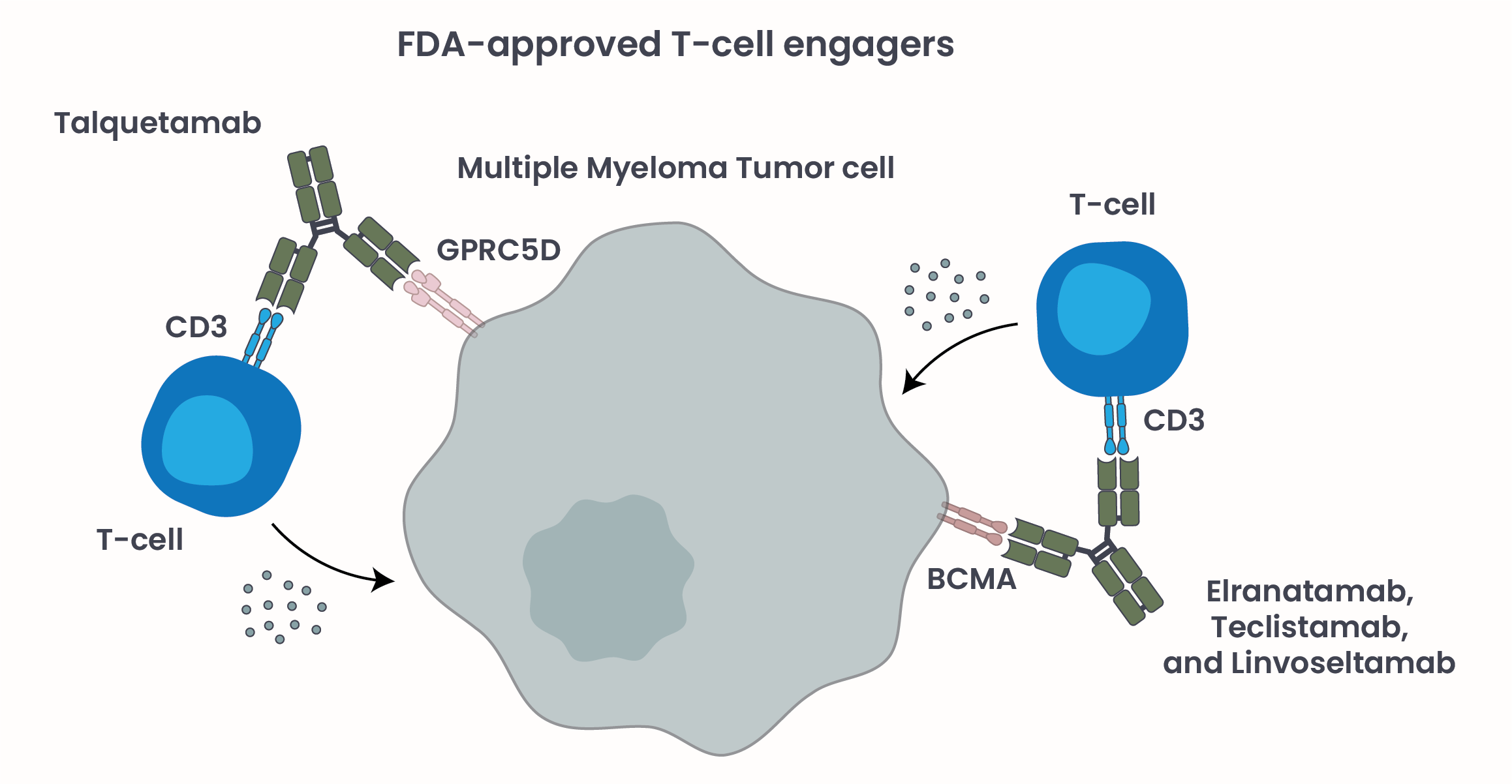 From Relapse to Response: How T-Cell Engagers Are Changing the Multiple ...